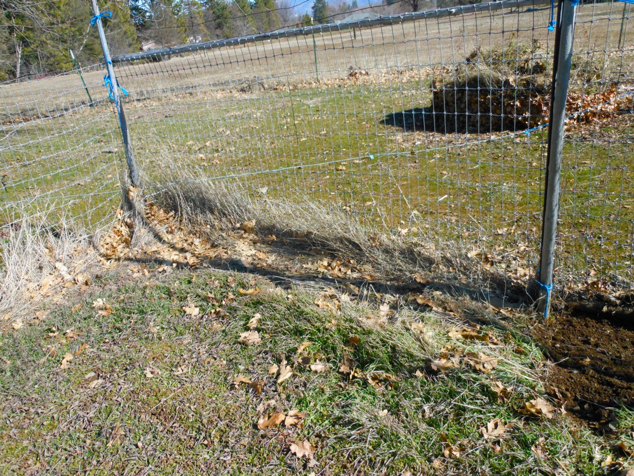 Garden1