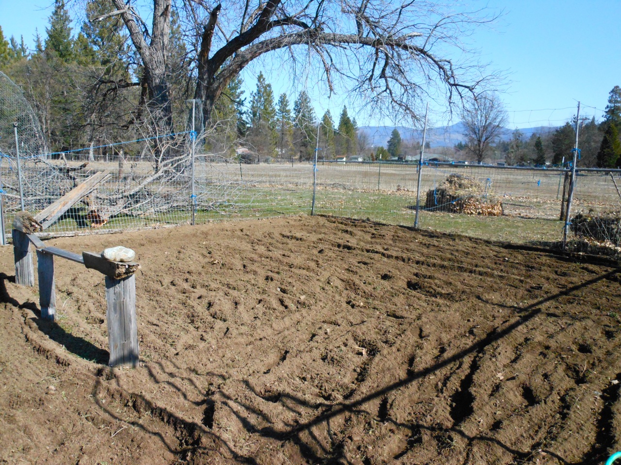 Garden6