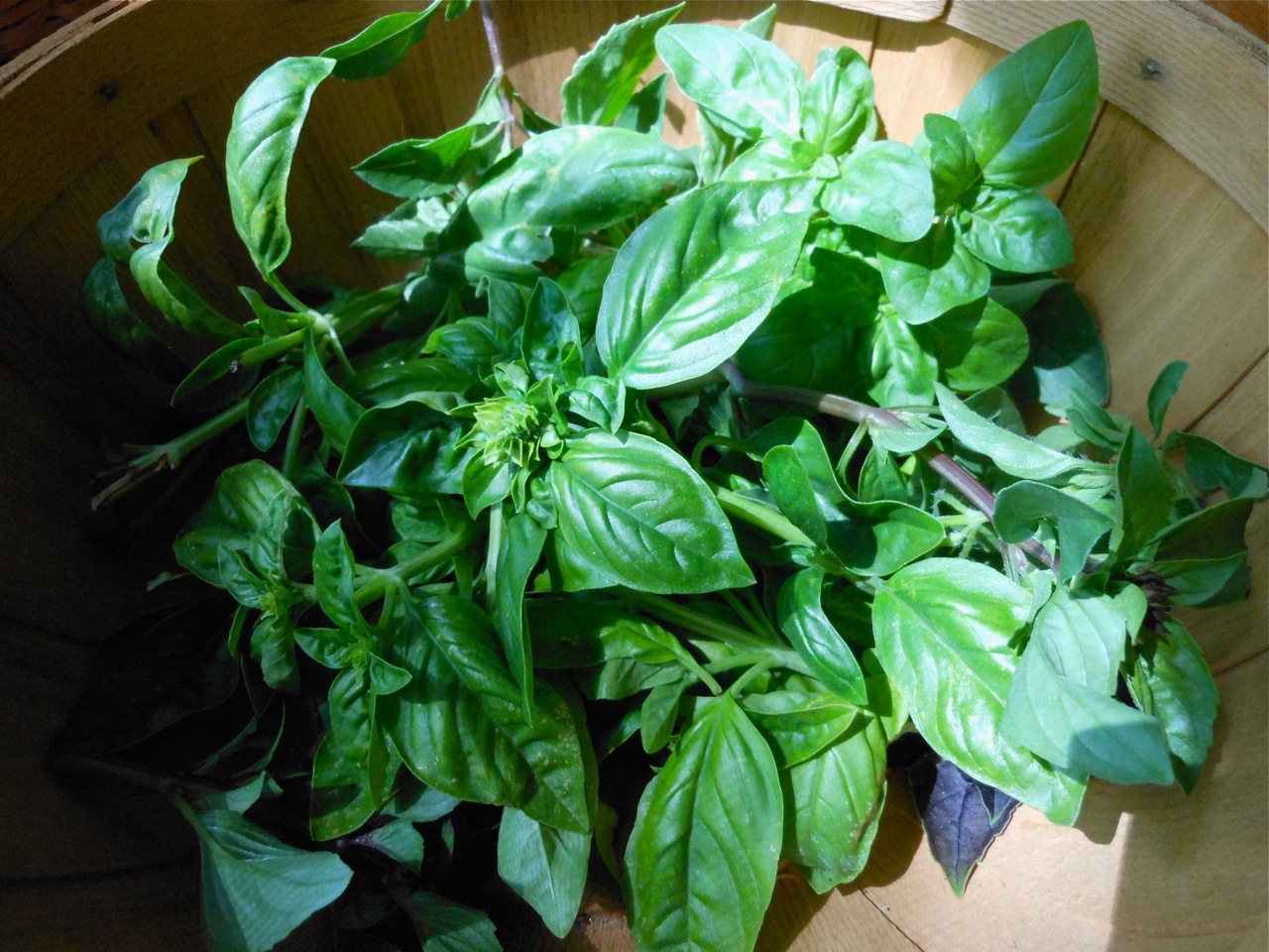 Basil