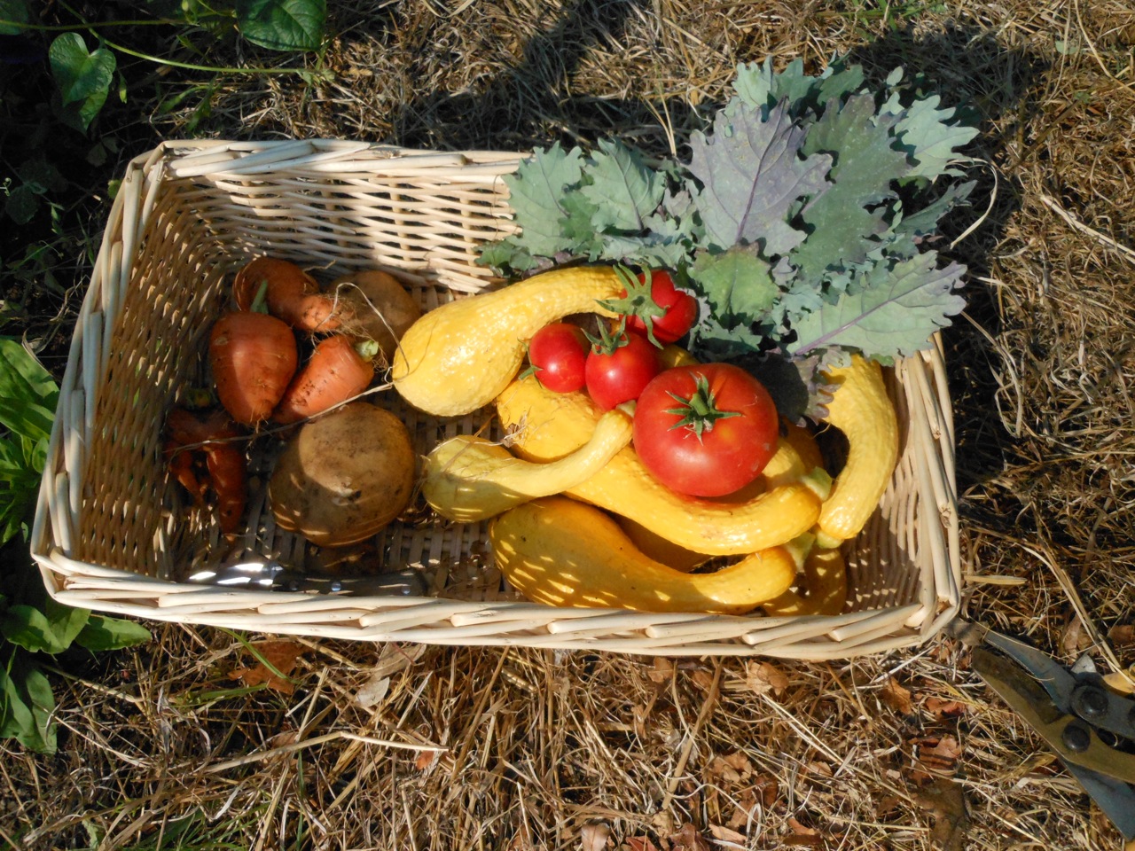 Morning Veg