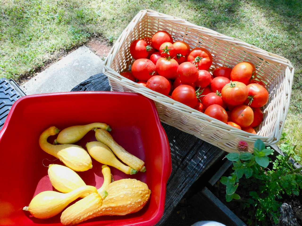 Crook Tomatoes