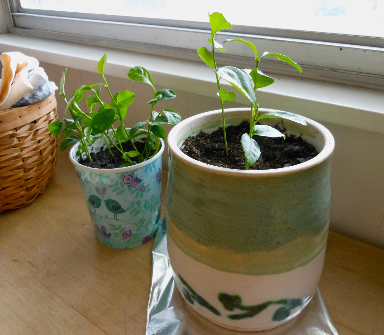 Lemon trees