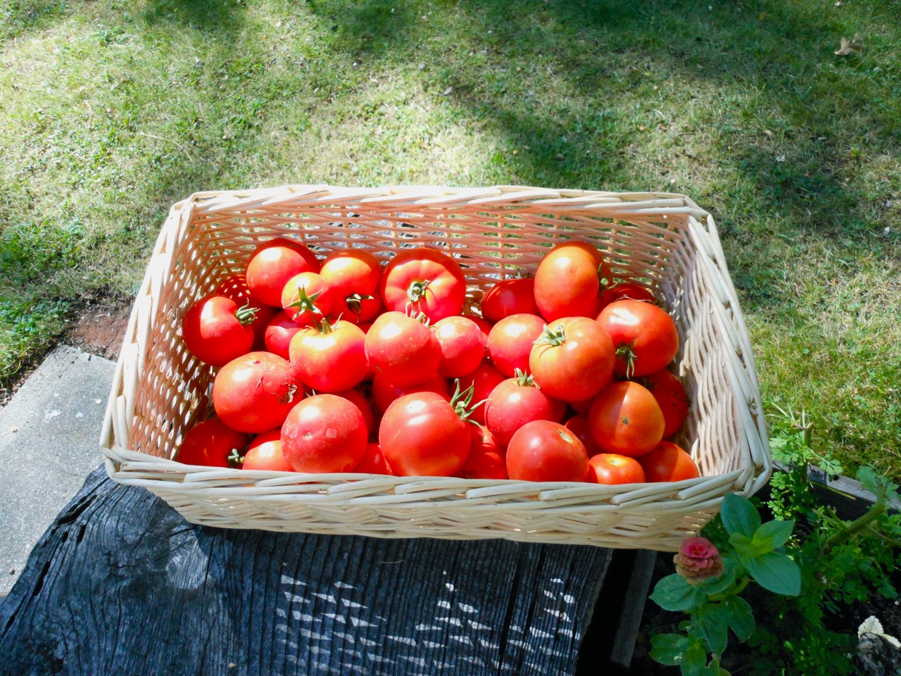 Tomato Basket