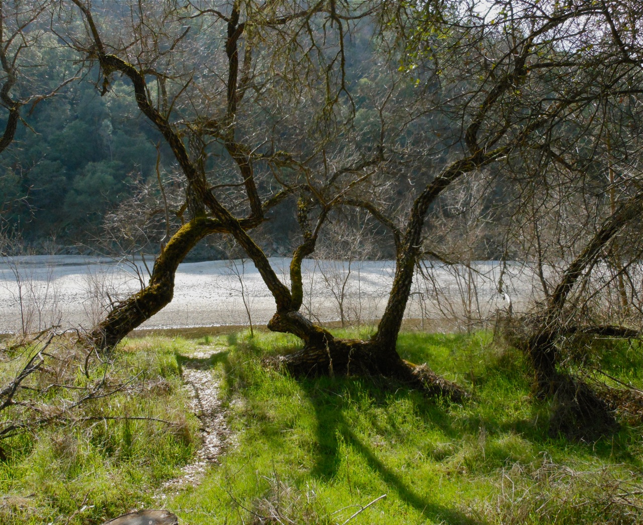 Yuba trees