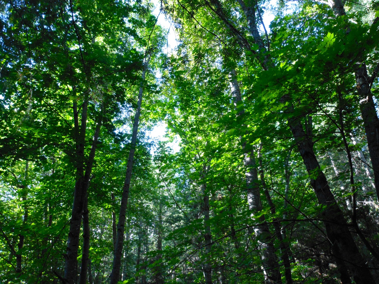 treecover