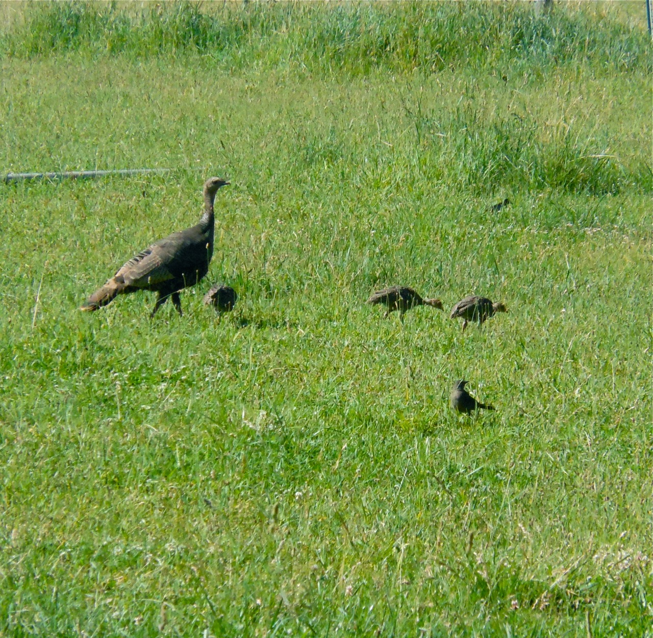 turkeys