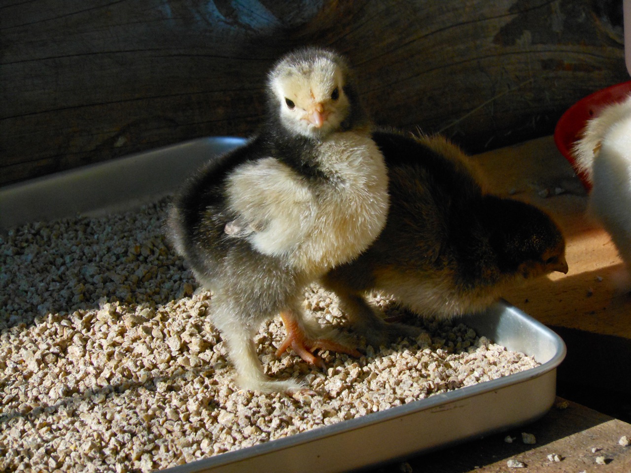 Chicks day 6a