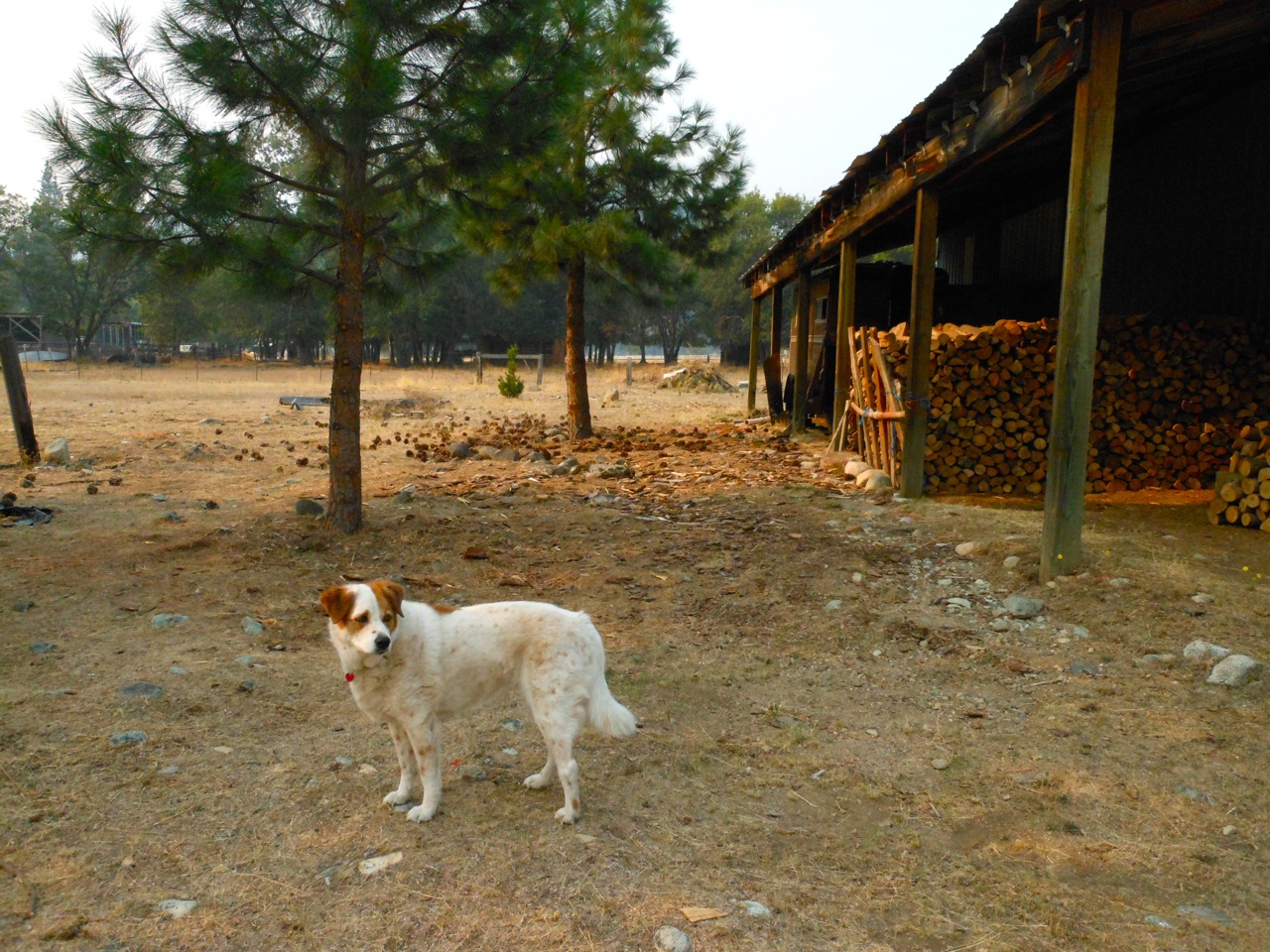 Woodlot1