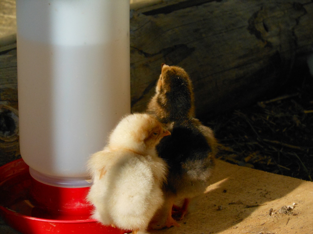 chicks day6b