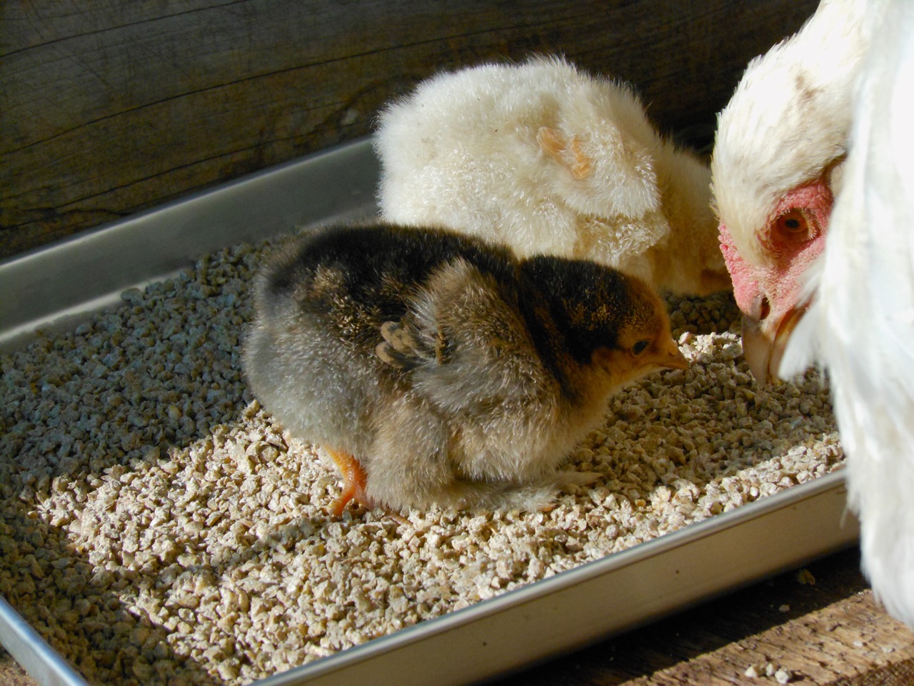 chicks day6c