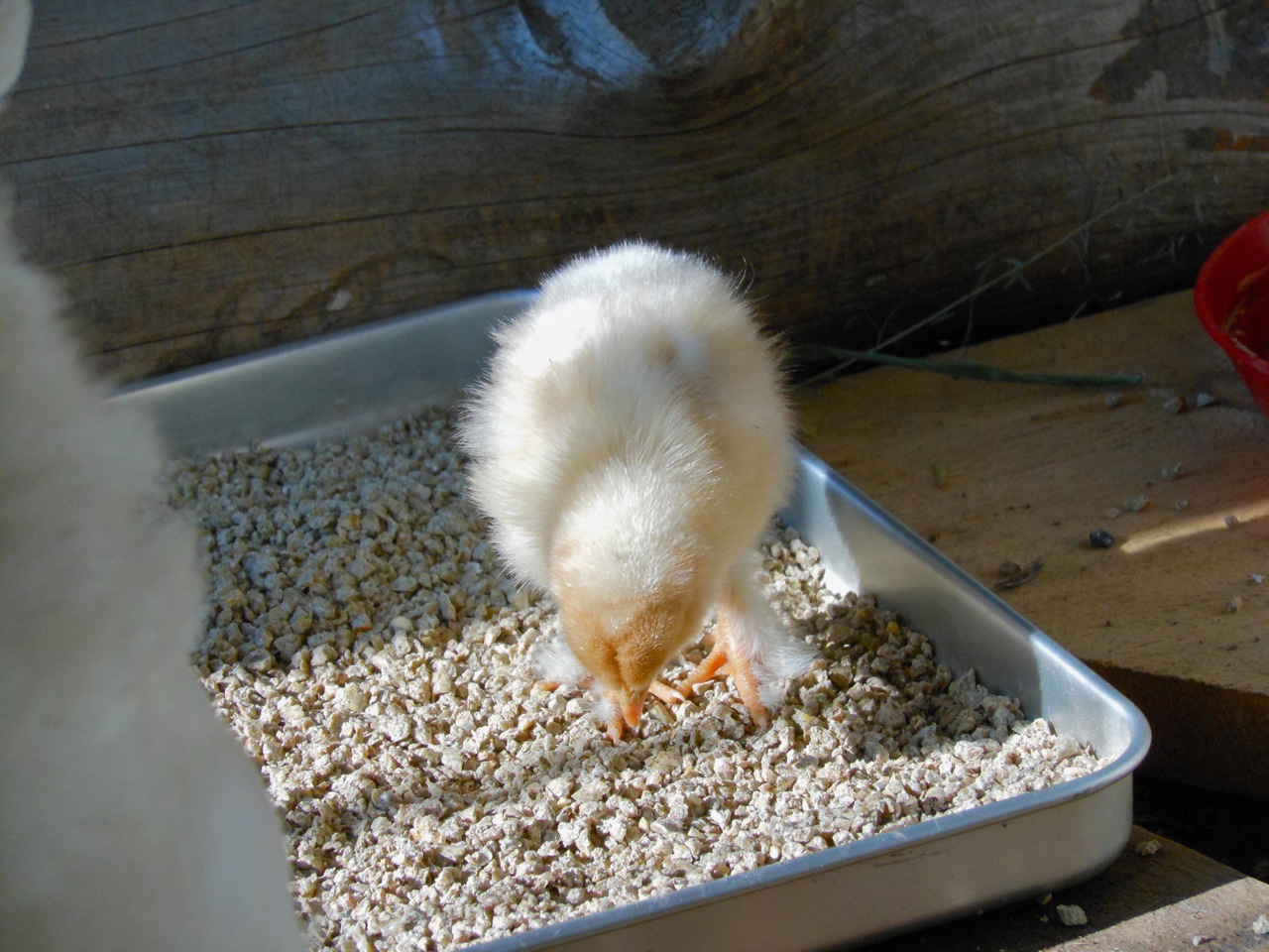 chicks day6e