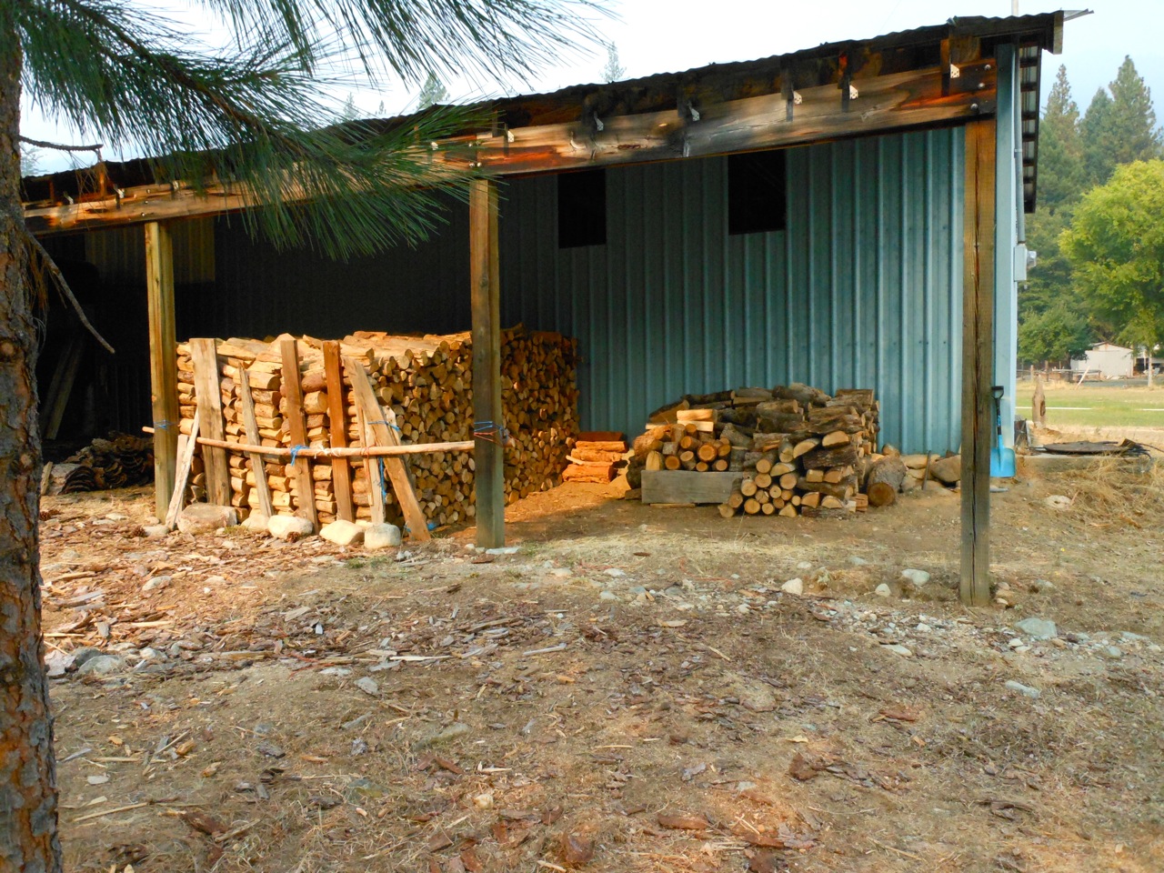 woodlot2