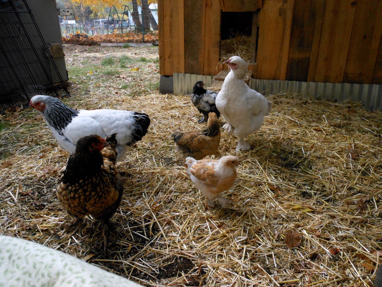 Flock november