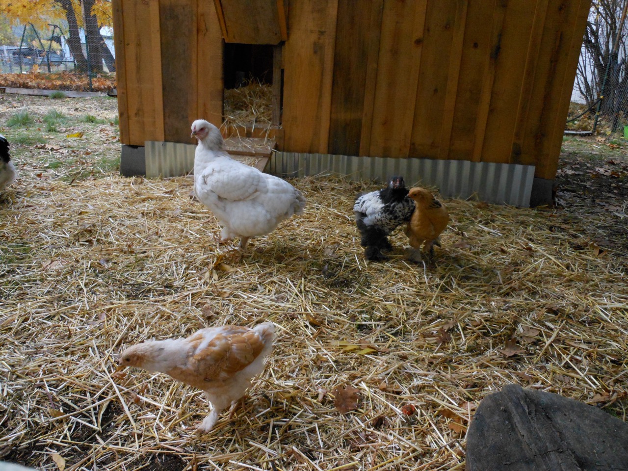 flock2