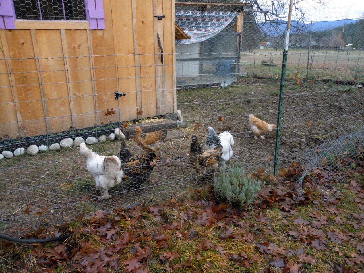 FlockDec10 2014