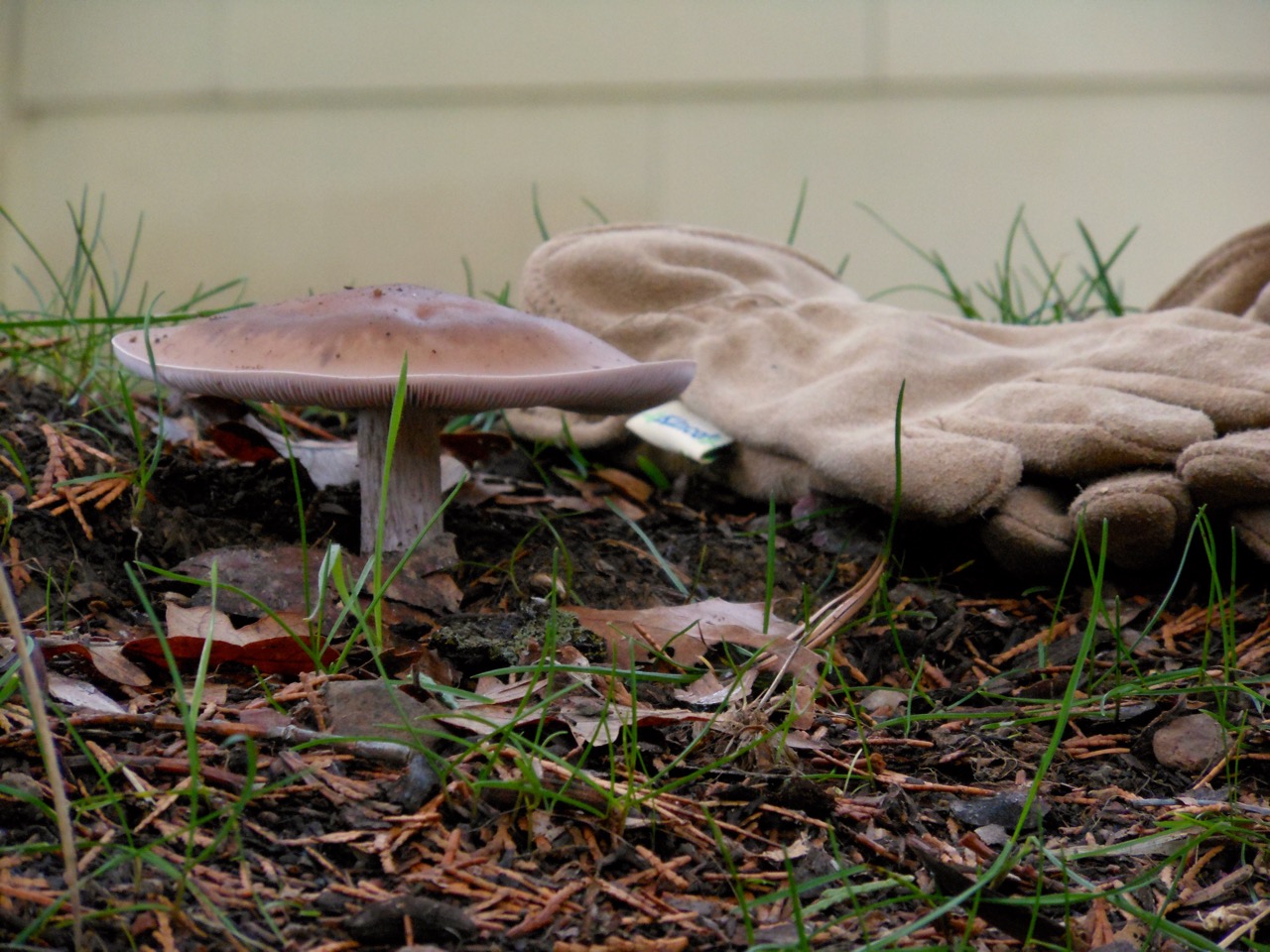 Shroom1