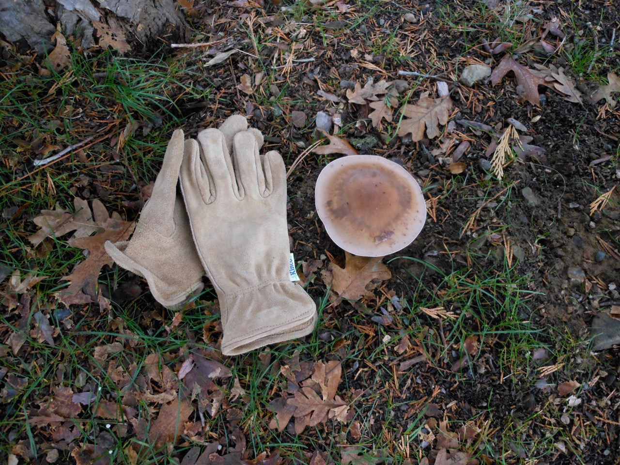 Shroom2