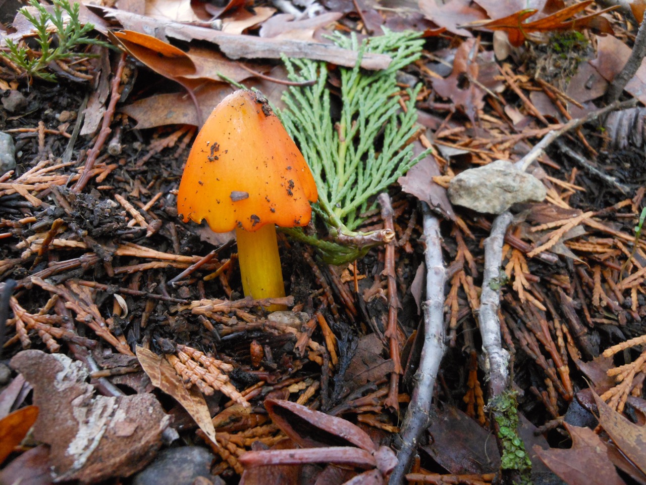 Shroom3