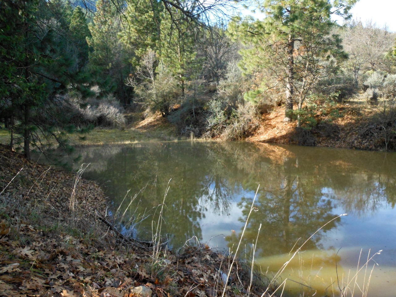Pond1