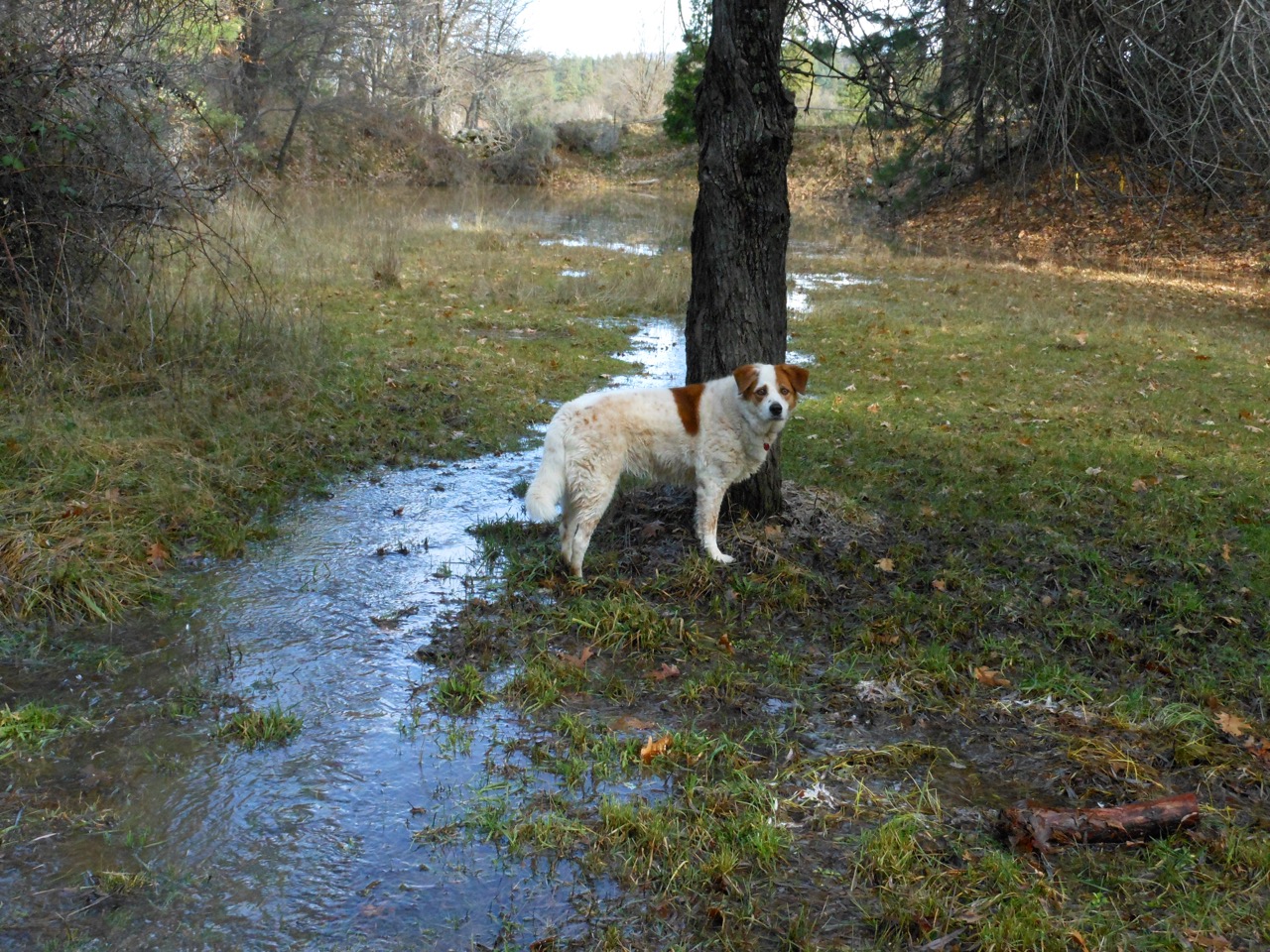 pondsunny
