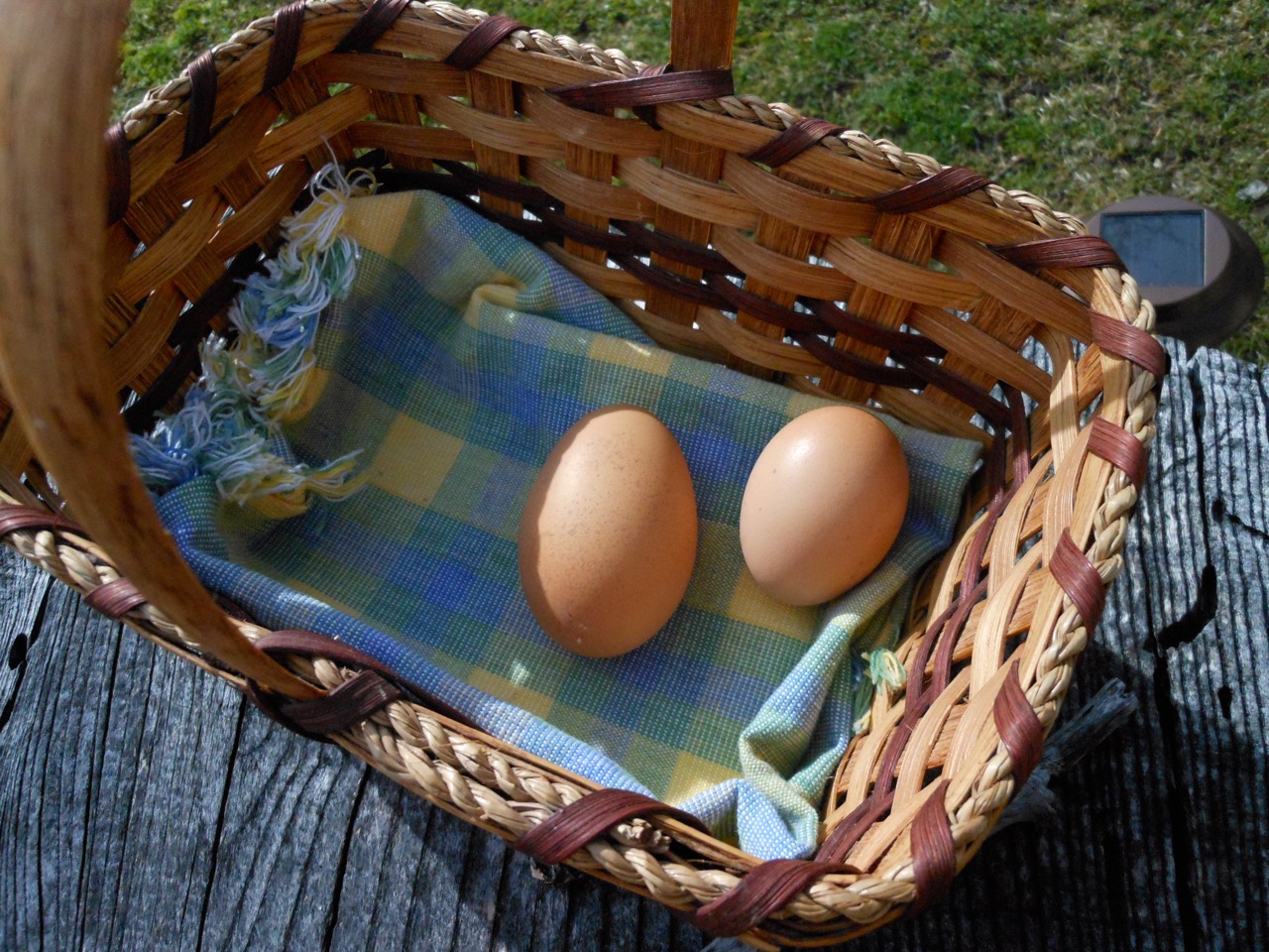First Egg Phoebe