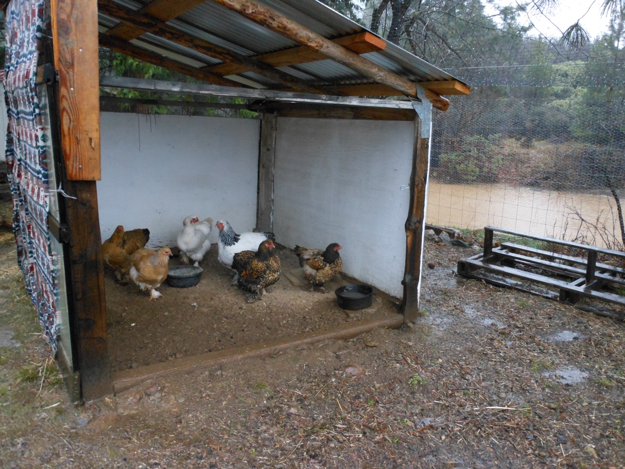 Hen Shelter