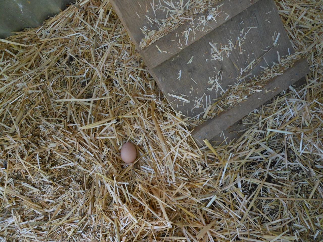Goldie 1st a